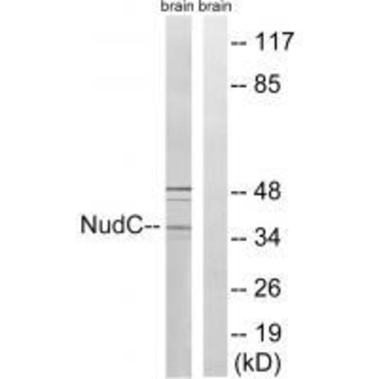 Western blot - NudC (Ab-326) Antibody from Signalway Antibody (33292) - Antibodies.com