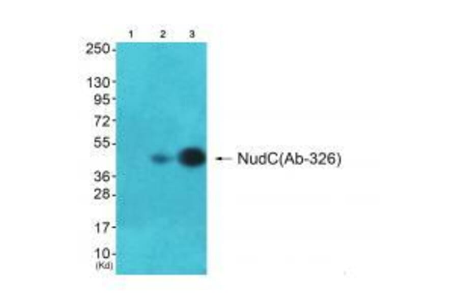 Western blot - NudC (Ab-326) Antibody from Signalway Antibody (33292) - Antibodies.com