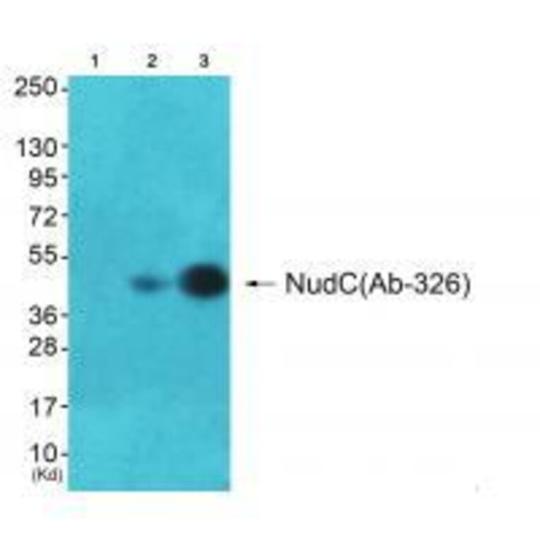 Western blot - NudC (Ab-326) Antibody from Signalway Antibody (33292) - Antibodies.com