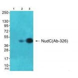 Western blot - NudC (Ab-326) Antibody from Signalway Antibody (33292) - Antibodies.com