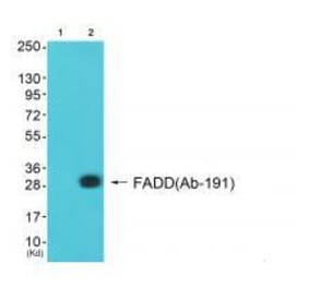 Western blot - FADD (Ab-191) Antibody from Signalway Antibody (33299) - Antibodies.com