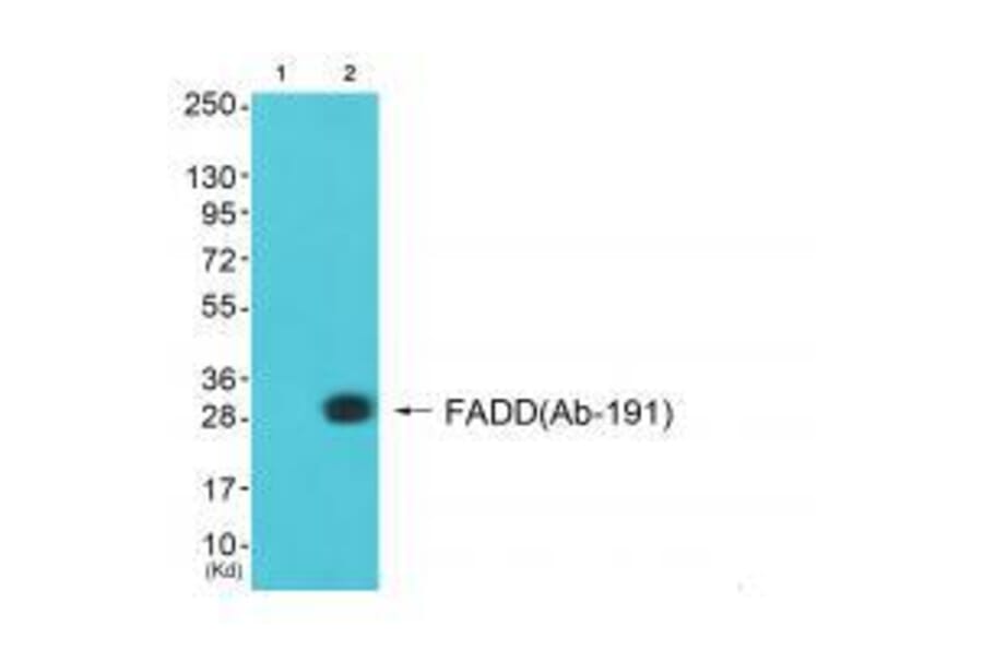 Western blot - FADD (Ab-191) Antibody from Signalway Antibody (33299) - Antibodies.com