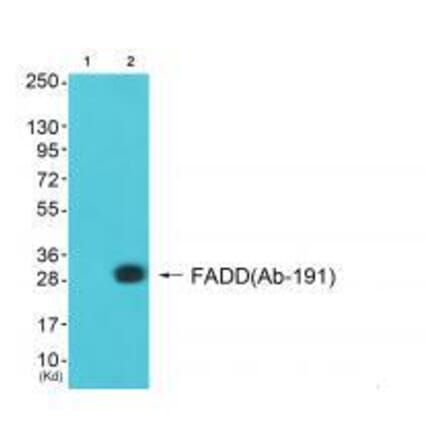 Western blot - FADD (Ab-191) Antibody from Signalway Antibody (33299) - Antibodies.com
