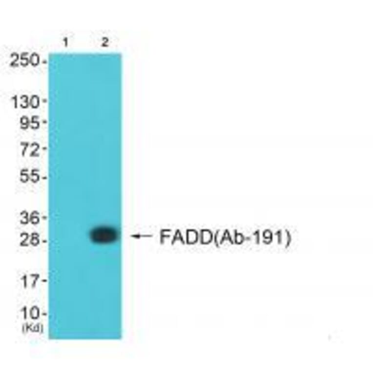 Western blot - FADD (Ab-191) Antibody from Signalway Antibody (33299) - Antibodies.com