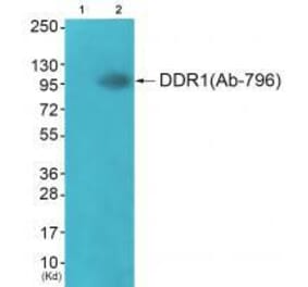 Western blot - DDR1 (Ab-796) Antibody from Signalway Antibody (33308) - Antibodies.com