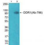 Western blot - DDR1 (Ab-796) Antibody from Signalway Antibody (33308) - Antibodies.com