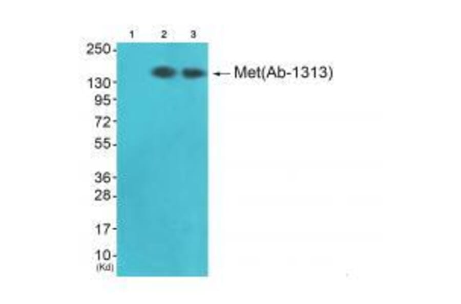 Western blot - Met (Ab-1313) Antibody from Signalway Antibody (33315) - Antibodies.com
