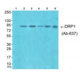 Western blot - DRP1 (Ab-637) Antibody from Signalway Antibody (33318) - Antibodies.com