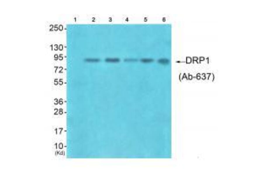 Western blot - DRP1 (Ab-637) Antibody from Signalway Antibody (33318) - Antibodies.com