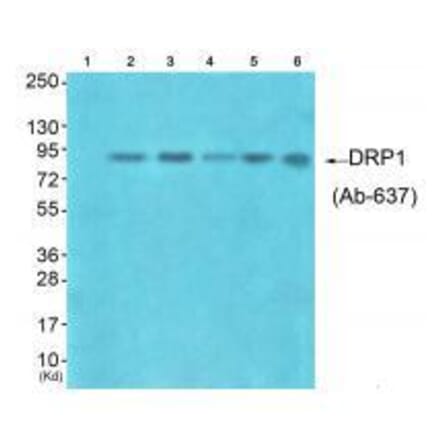 Western blot - DRP1 (Ab-637) Antibody from Signalway Antibody (33318) - Antibodies.com