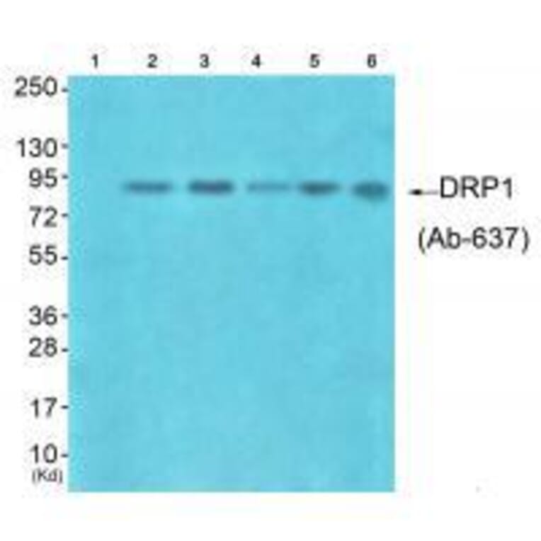 Western blot - DRP1 (Ab-637) Antibody from Signalway Antibody (33318) - Antibodies.com