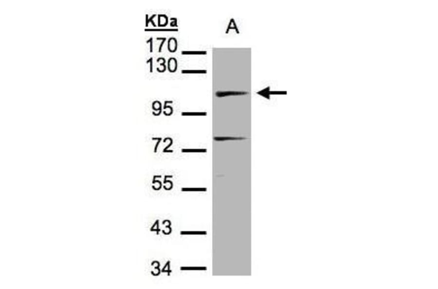DNA ligase IV Antibody from Signalway Antibody (35335) - Antibodies.com