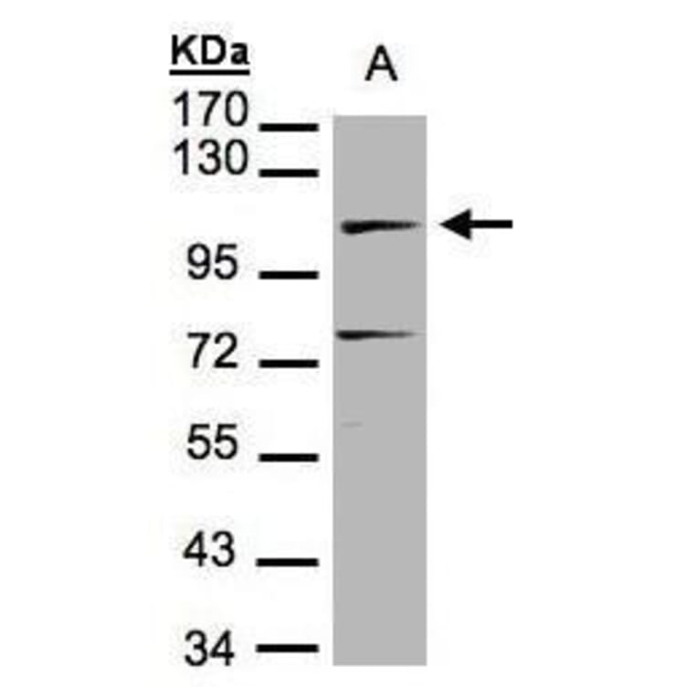 DNA ligase IV Antibody from Signalway Antibody (35335) - Antibodies.com