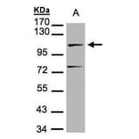 DNA ligase IV Antibody from Signalway Antibody (35335) - Antibodies.com