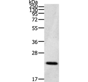 CDC42/RHO/RAC Antibody from Signalway Antibody (36743) - Antibodies.com
