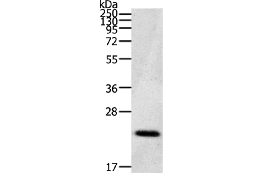 CDC42/RHO/RAC Antibody from Signalway Antibody (36743) - Antibodies.com