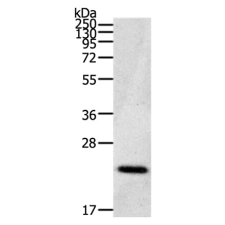 CDC42/RHO/RAC Antibody from Signalway Antibody (36743) - Antibodies.com