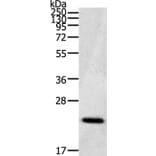 CDC42/RHO/RAC Antibody from Signalway Antibody (36743) - Antibodies.com