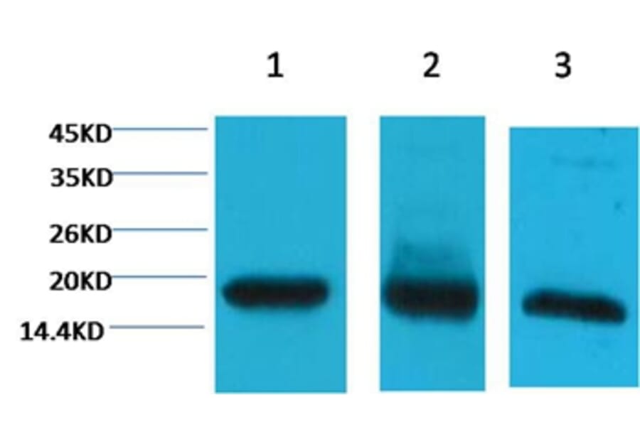 Western blot - Histone H3 Mouse Monoclonal Antibody (8F7) from Signalway Antibody (38091) - Antibodies.com