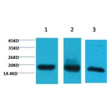 Western blot - Histone H3 Mouse Monoclonal Antibody (8F7) from Signalway Antibody (38091) - Antibodies.com
