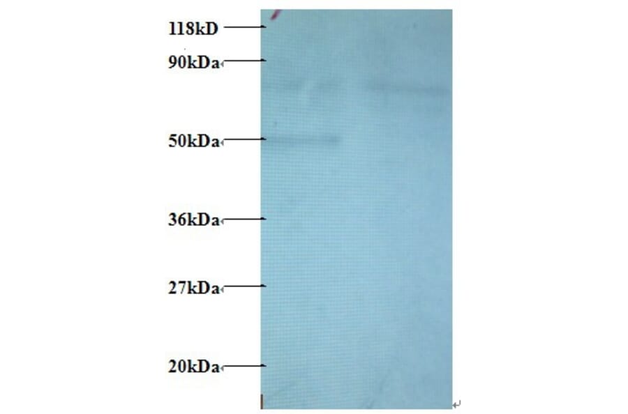 C-C motif chemokine 22 Polyclonal Antibody from Signalway Antibody (42443) - Antibodies.com