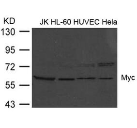 Western blot - Myc (Ab-373) Antibody from Signalway Antibody (21036) - Antibodies.com