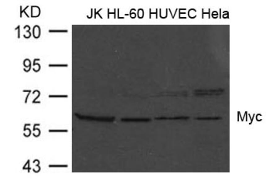 Western blot - Myc (Ab-373) Antibody from Signalway Antibody (21036) - Antibodies.com