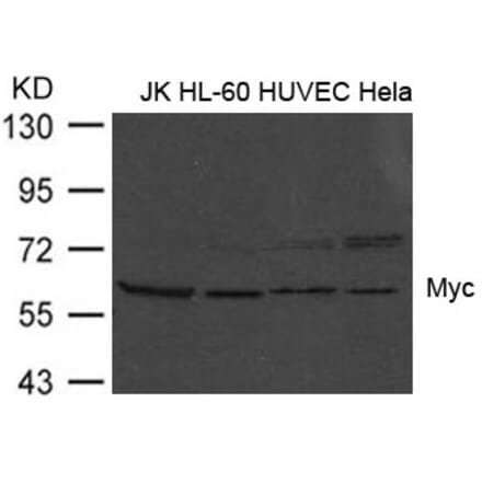 Western blot - Myc (Ab-373) Antibody from Signalway Antibody (21036) - Antibodies.com