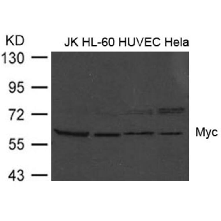 Western blot - Myc (Ab-373) Antibody from Signalway Antibody (21036) - Antibodies.com