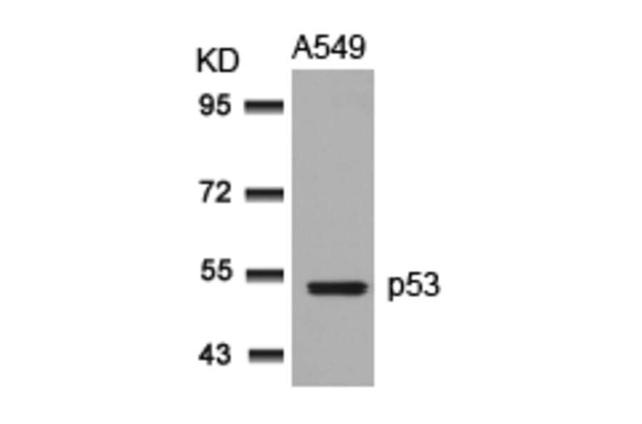 Western blot - p53 (Ab-315) Antibody from Signalway Antibody (21091) - Antibodies.com