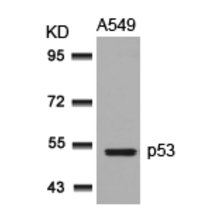 Western blot - p53 (Ab-315) Antibody from Signalway Antibody (21091) - Antibodies.com