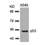 Western blot - p53 (Ab-315) Antibody from Signalway Antibody (21091) - Antibodies.com