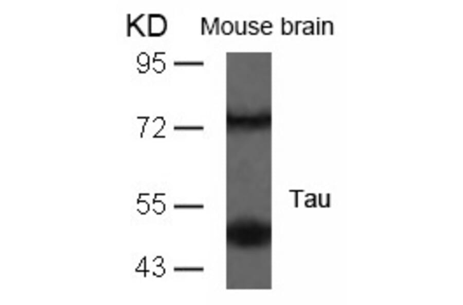 Western blot - Tau (Ab-235) Antibody from Signalway Antibody (21095) - Antibodies.com