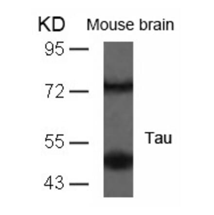 Western blot - Tau (Ab-235) Antibody from Signalway Antibody (21095) - Antibodies.com