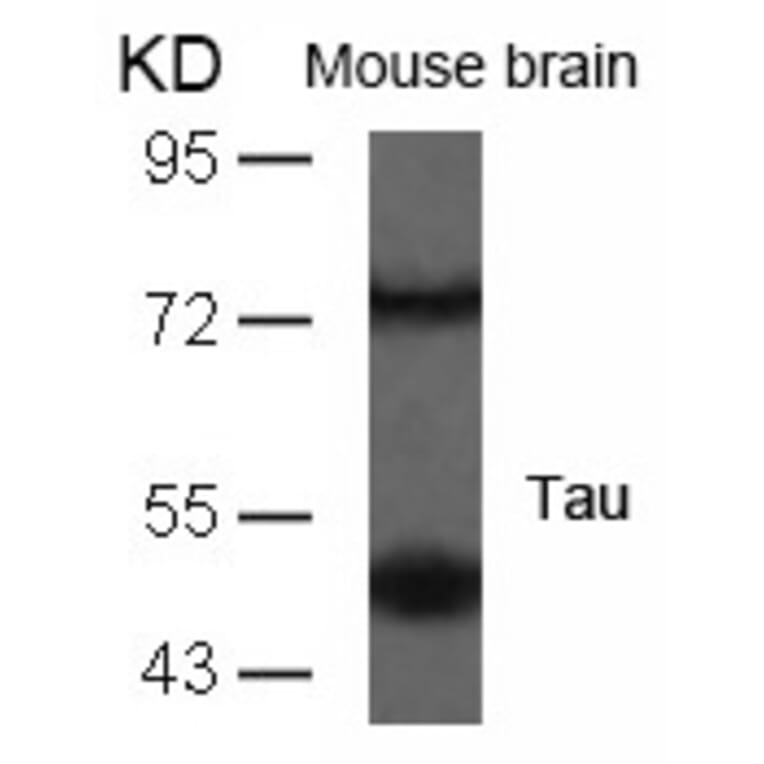 Western blot - Tau (Ab-235) Antibody from Signalway Antibody (21095) - Antibodies.com