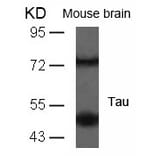 Western blot - Tau (Ab-235) Antibody from Signalway Antibody (21095) - Antibodies.com