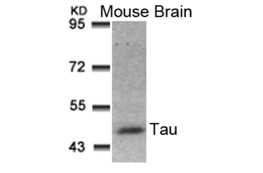 Western blot - Tau (Ab-181) Antibody from Signalway Antibody (21096) - Antibodies.com
