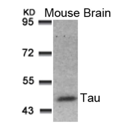 Western blot - Tau (Ab-181) Antibody from Signalway Antibody (21096) - Antibodies.com