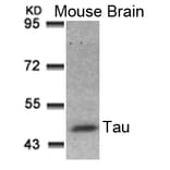 Western blot - Tau (Ab-181) Antibody from Signalway Antibody (21096) - Antibodies.com