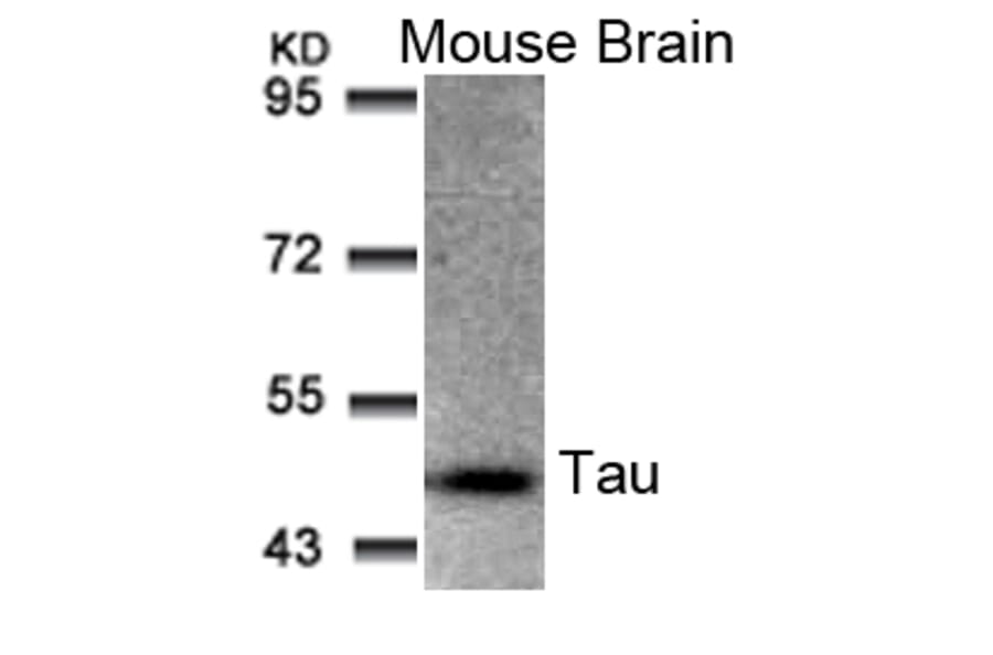 Western blot - Tau (Ab-205) Antibody from Signalway Antibody (21097) - Antibodies.com