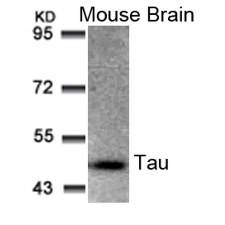 Western blot - Tau (Ab-205) Antibody from Signalway Antibody (21097) - Antibodies.com