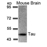Western blot - Tau (Ab-205) Antibody from Signalway Antibody (21097) - Antibodies.com