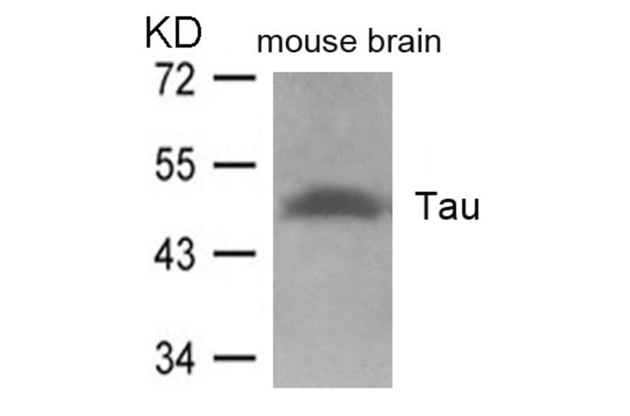 Western blot - Tau (Ab-262) Antibody from Signalway Antibody (21100) - Antibodies.com