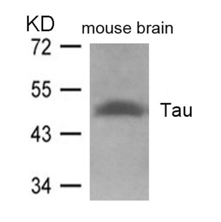 Western blot - Tau (Ab-262) Antibody from Signalway Antibody (21100) - Antibodies.com