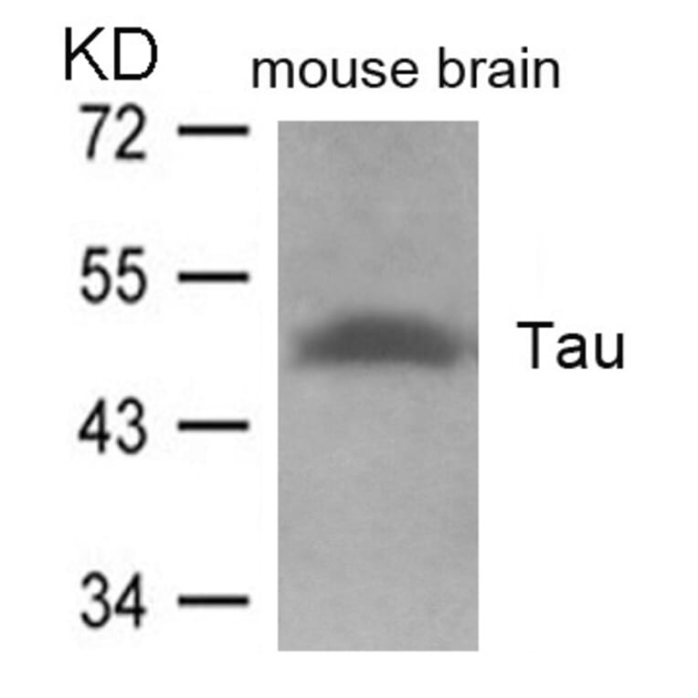 Western blot - Tau (Ab-262) Antibody from Signalway Antibody (21100) - Antibodies.com