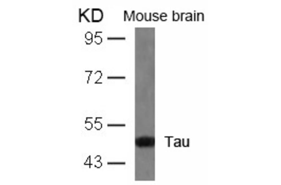 Western blot - Tau (Ab-404) Antibody from Signalway Antibody (21101) - Antibodies.com