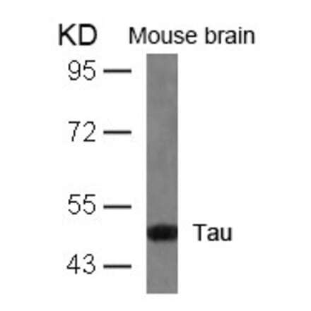 Western blot - Tau (Ab-404) Antibody from Signalway Antibody (21101) - Antibodies.com