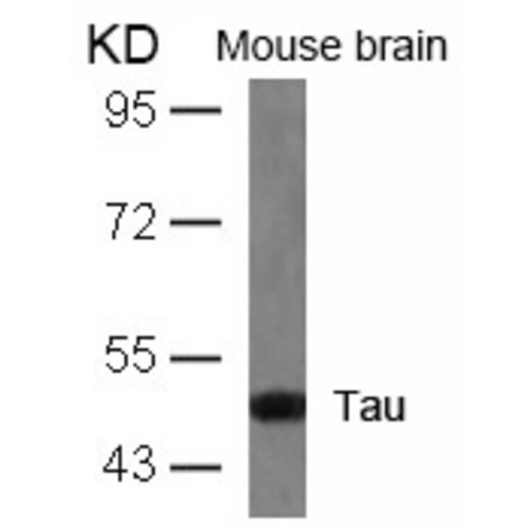 Western blot - Tau (Ab-404) Antibody from Signalway Antibody (21101) - Antibodies.com
