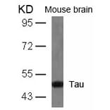 Western blot - Tau (Ab-404) Antibody from Signalway Antibody (21101) - Antibodies.com