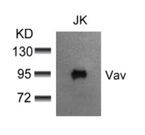 Western blot - Vav (Ab-174) Antibody from Signalway Antibody (21165) - Antibodies.com